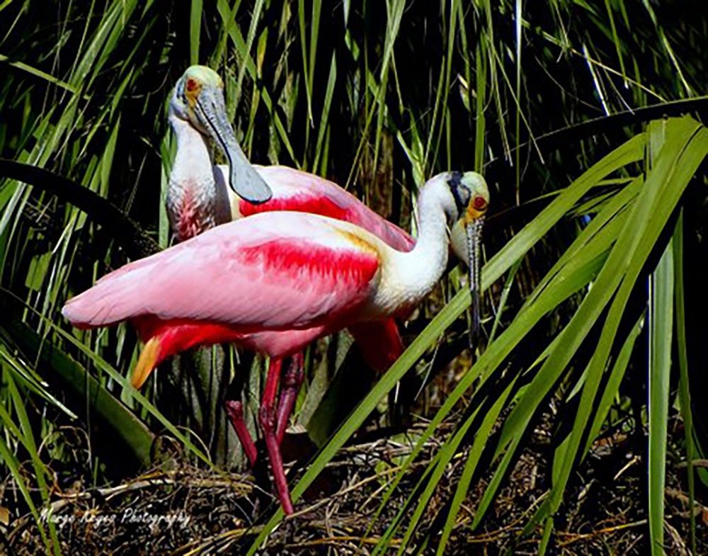 Getting Ready to Nest, by Marge Keyes