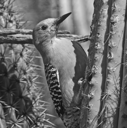 Gila woodpecker on a cactus