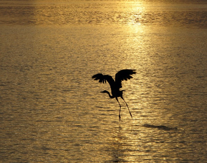 Golden Sunset, by Joan Bold