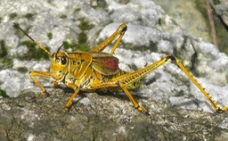 Grasshopper, by Joan Bold