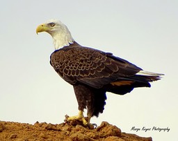 Guardian Eagle, by Marge Keyes