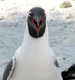 GullTalk, by Joan Bold