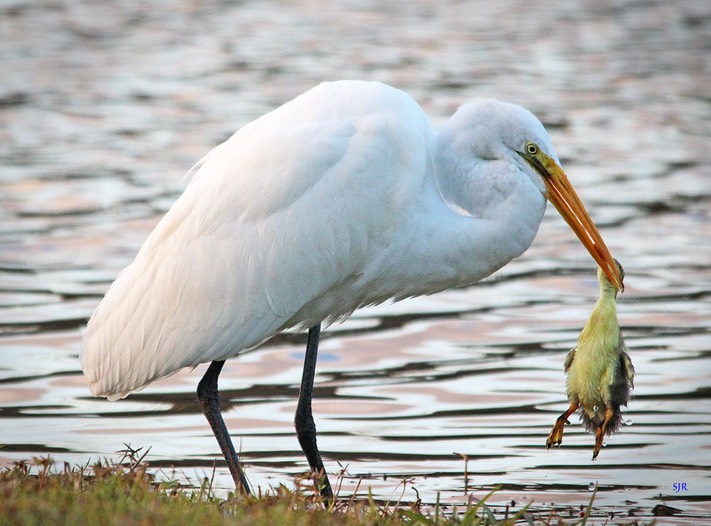 Hanging by a beak, by Scott Rolseth