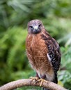 Hawk at Brevard Zoo, by Jim Hagen