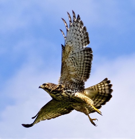 Hawk in flight copy