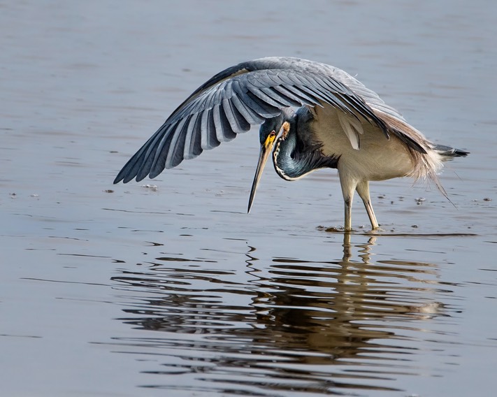 Herons dance, by Cheri Halstead.jpg