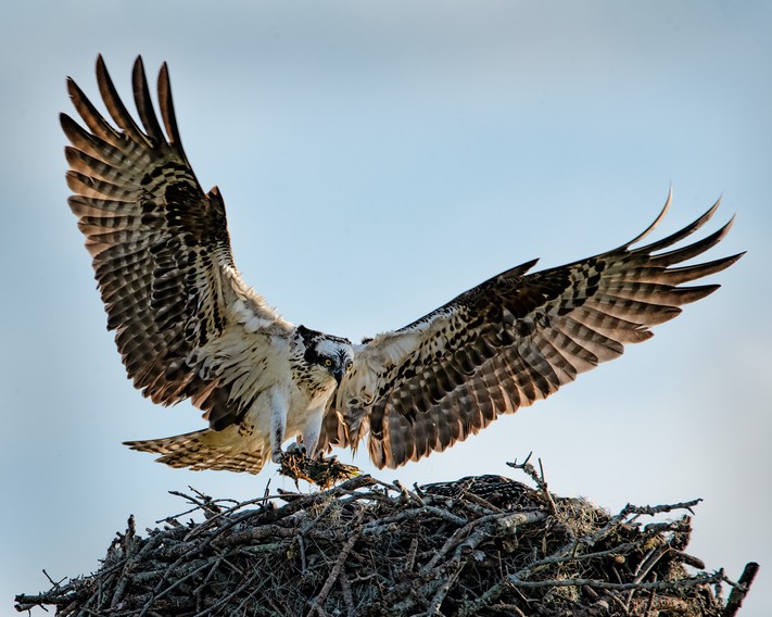 Honey I’m Home, by Cheri Halstead.jpg