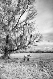 Horse Under a Tree