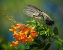 HUMMINGBIRD AND FLOWER, by Cheri Halstead