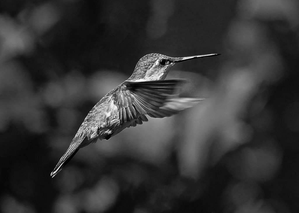 Hummingbird BW, by Rod VanHorenweder