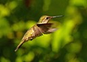Hummingbird, by Rod VanHorenweder