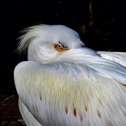 I see you, by Connie Wilson