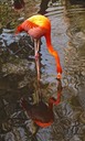 Flamingo Reflections, by Rod VanHorenweder
