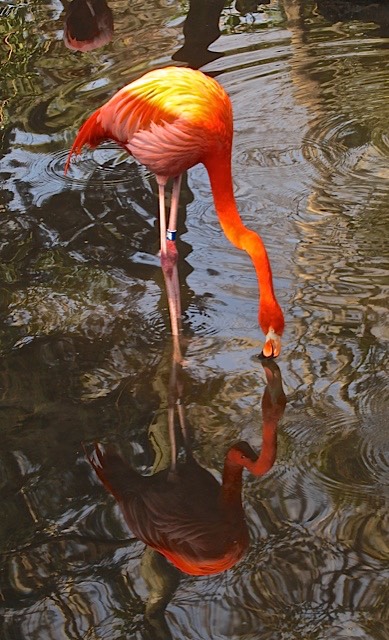 Flamingo Reflections, by Rod VanHorenweder