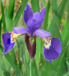 Iris, by Connie Wilson