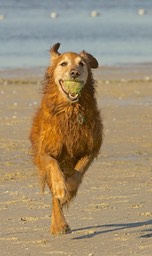 'I've Got It!', by Rod VanHorenweder