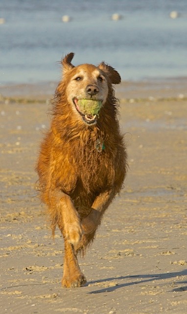 'I've Got It!', by Rod VanHorenweder