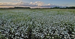 Just Daisies ,by Rod VanHorenweder