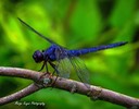 Kenilworth Gardens Dragonfly, by Marge Keyes