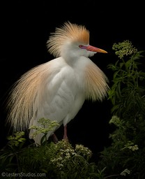 Late Afternoon Egret by Bill Lester