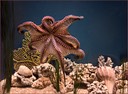 Dancing Octopus by Nancy Lester