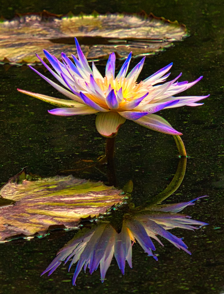 Lily Reflection