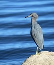 Little Blue Heron at Ballard Park, by Jim Hagen