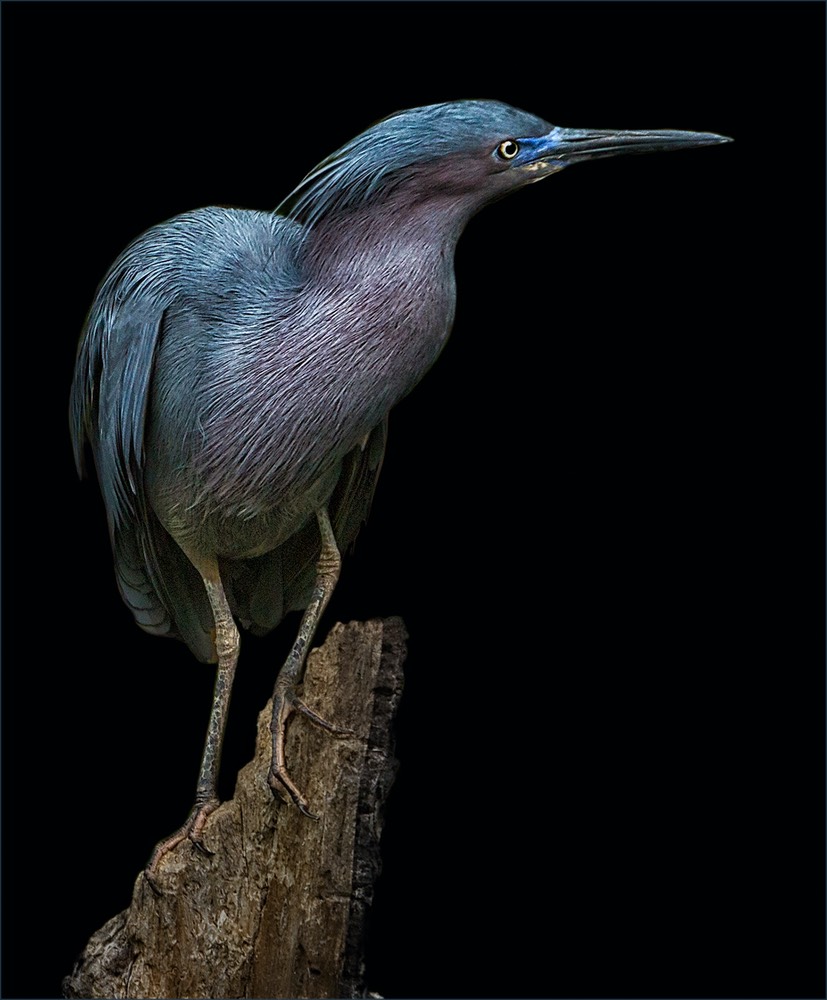 Little Blue Heron by Nancy Lester