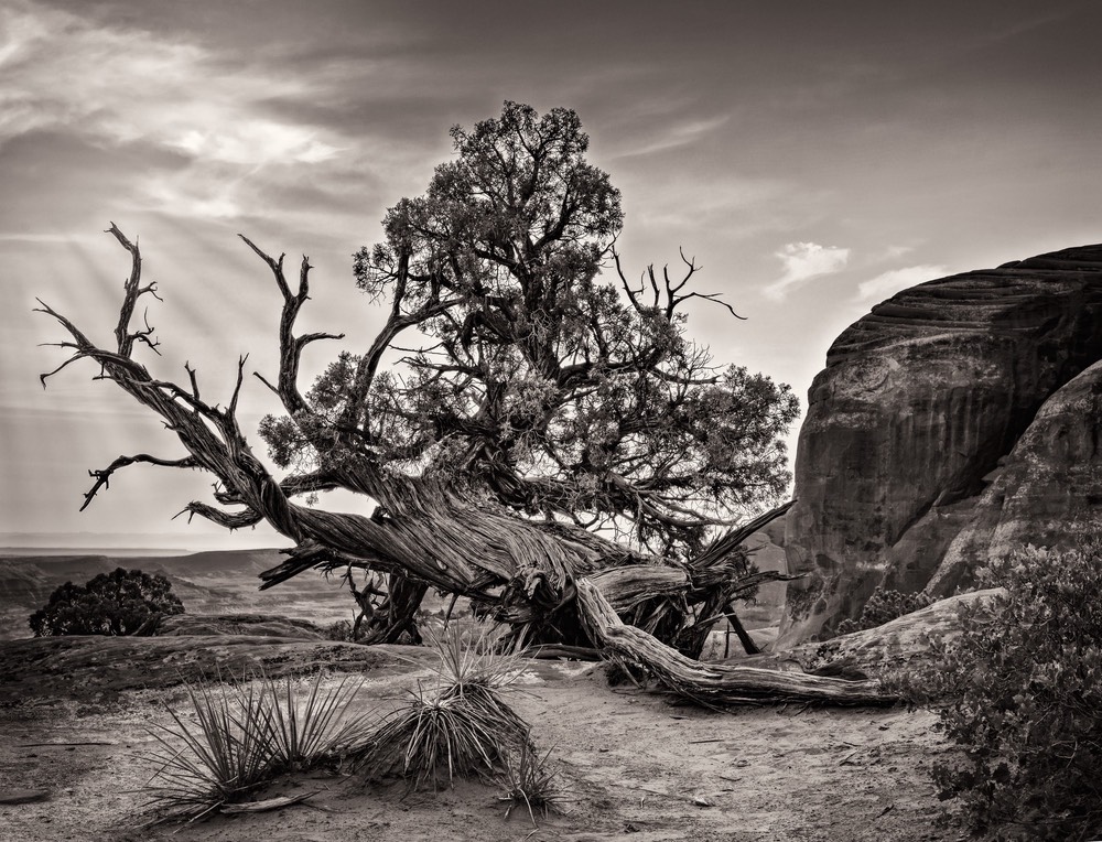 Lone Tree, by Cheri Halstead
