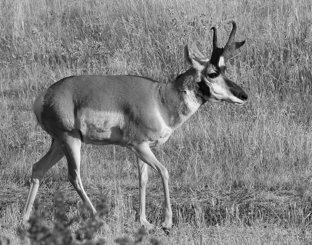 M_Burl_J_Male Pronghorn Antelope