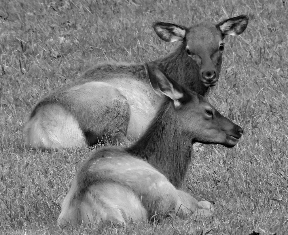 M_Burl_J_Twin elk in Smoky Mountain N.P.