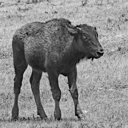 M_Burl_J_Young Bison at Custer State Park