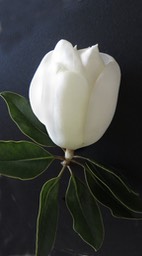 Magnolia Bud, by Joan Bold