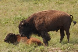 Mama and baby bison
