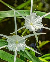 Mangrove Spider Lily