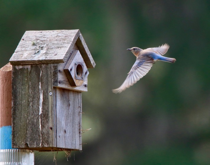 Momma Bluebird, by Kim Rexroat