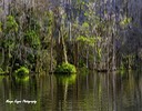 Mount Dora Cypress Tree Reflections, by Marge Keyes