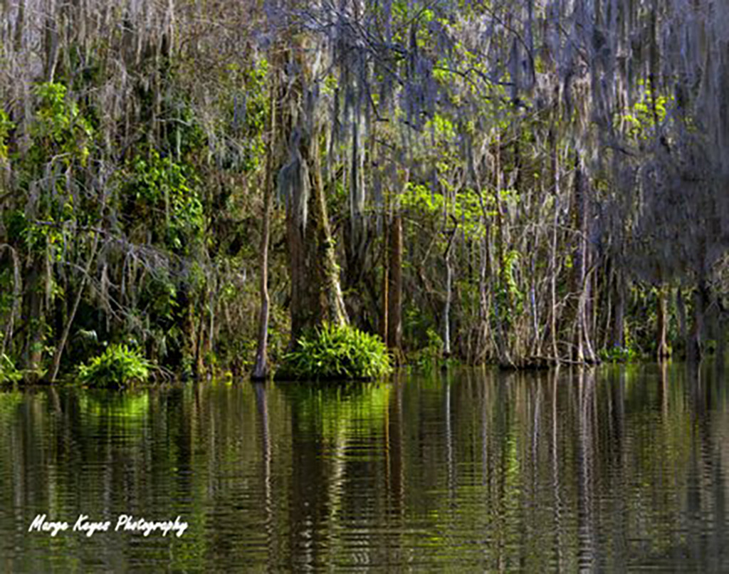 Mount Dora Cypress Tree Reflections, by Marge Keyes