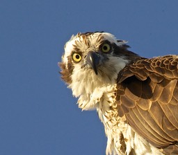 Osprey Staredown, by Rod VanHorenweder