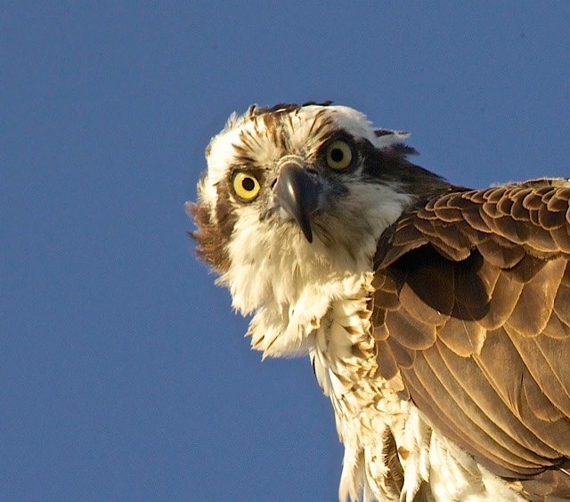 Osprey Staredown, by Rod VanHorenweder