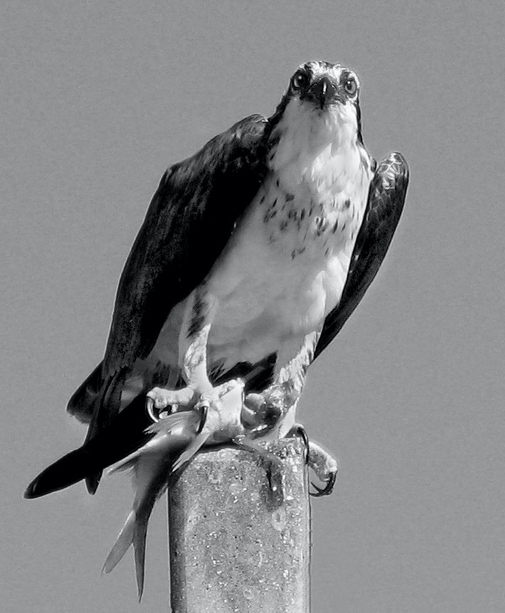 Osprey with catch, by Joan Bold