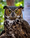 Owl, by Marge Keyes