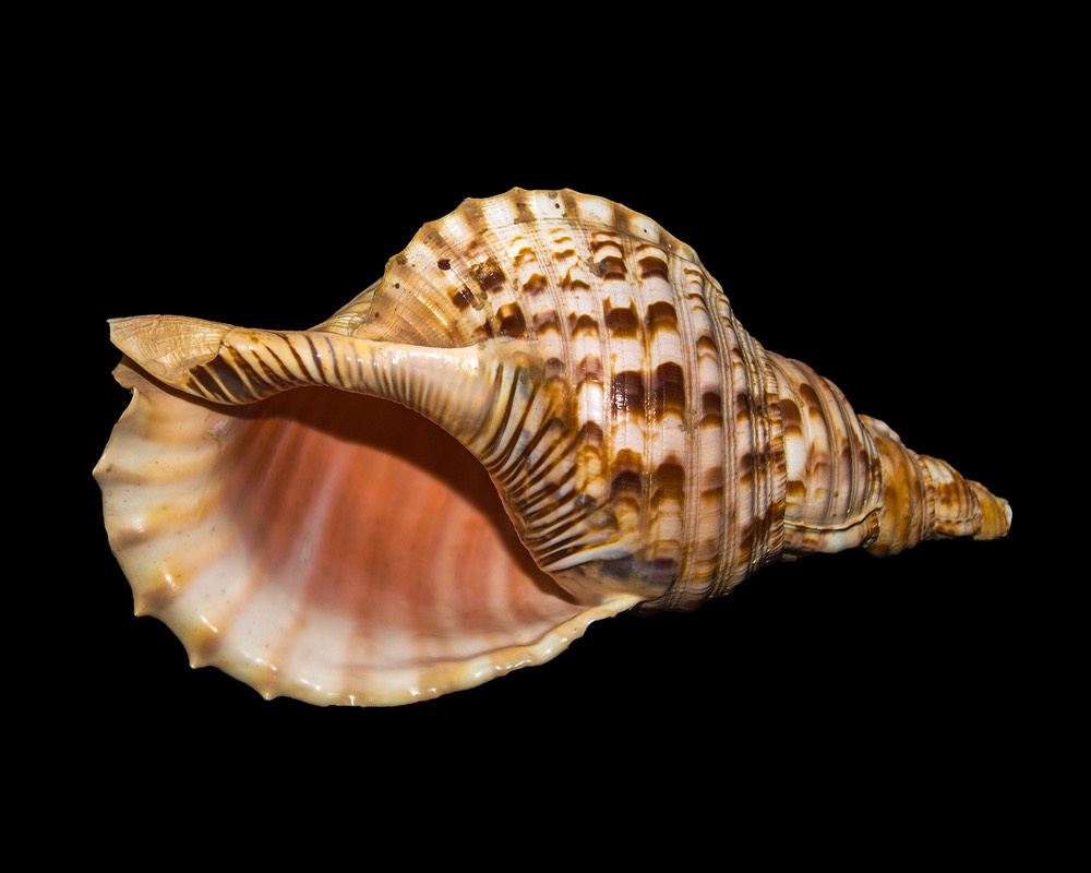 Pacific Triton Shell, by Jim Hagen