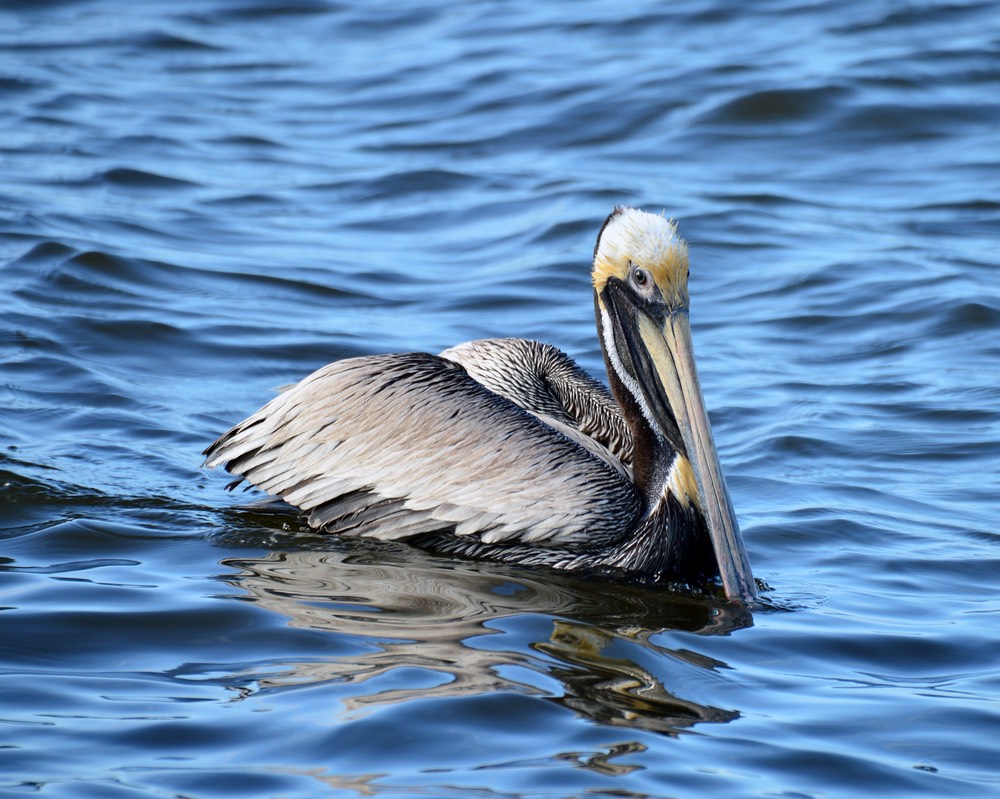 Pelican at Balard Park, by Jim Hagen