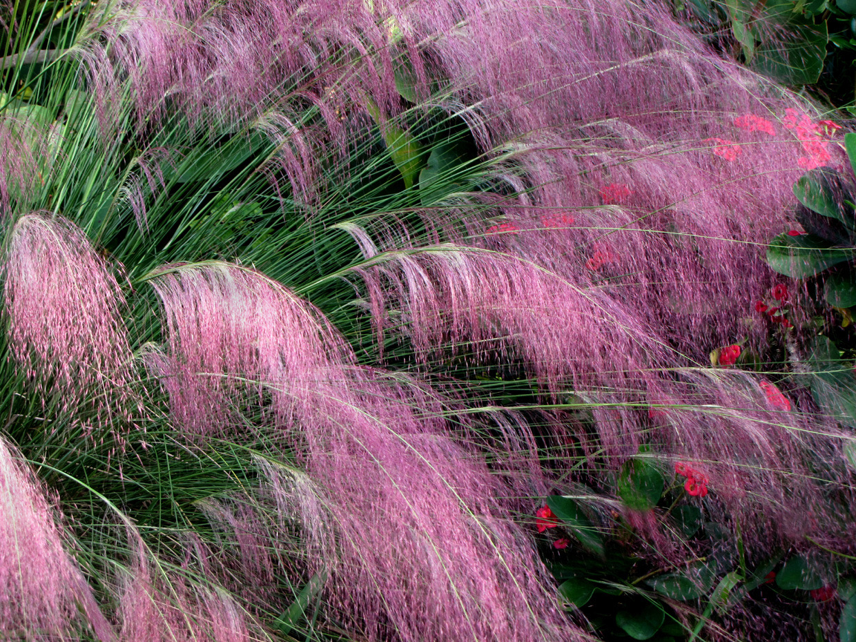 Pink Grass, by Joan Bold