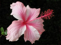 Pink Hibiscus, by Joan Bold