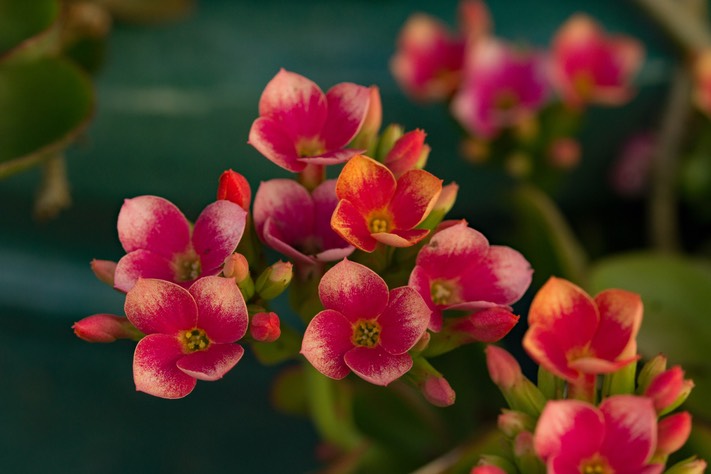 09-Plumeria Flowers, by Marie Neven