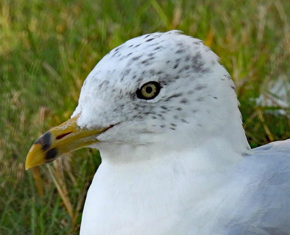 Portrait of a gull