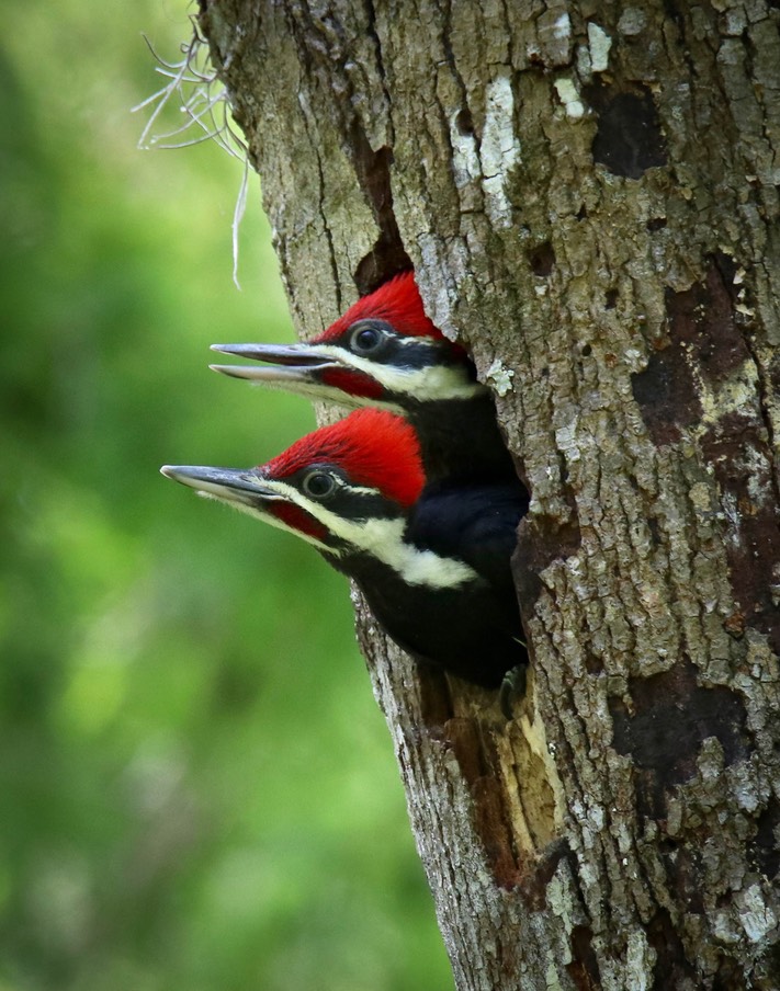 Pre Fledge Brothers, by Kim Rexroat