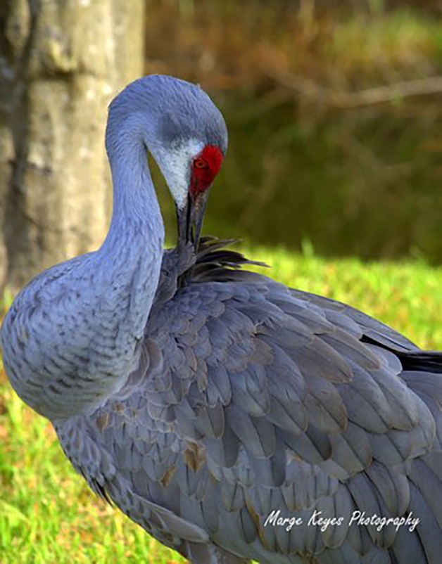 Preening Sandhill Crane, by Marge Keyes